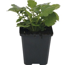 Jonge plant in pot