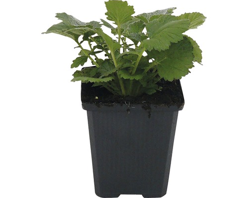 Jonge plant in pot