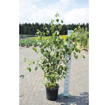 Kornoelje in pot met maatindicatie