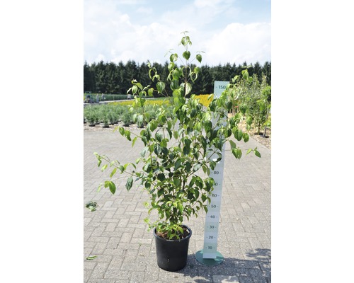 Kornoelje in pot met maatindicatie