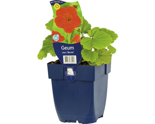 Geum coccineum Borisii plant in pot