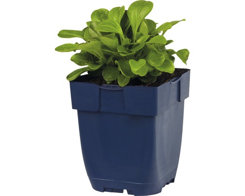 Veldsla in een blauwe plantenbak