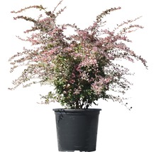 Berberis in pot