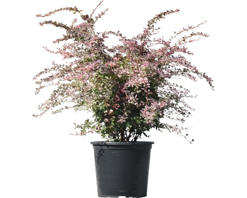 Berberis in pot