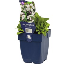 FLORASELF Gipskruid Gypsophila Ø 11 cm