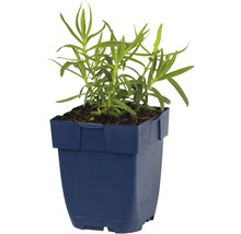 Dragonplant in pot