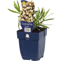 Gypsophila paniculata in pot