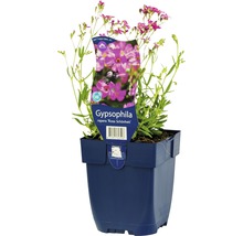 Roze gipskruid in pot