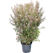 Bloeiende spierstruik in pot