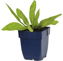 Jonge plant in pot