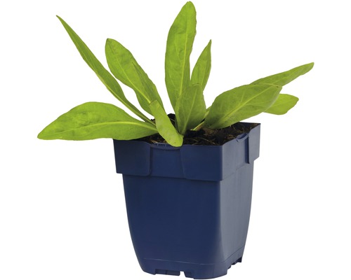 Jonge plant in pot