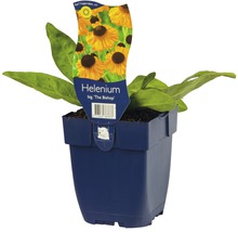 Helenium ''The Bishop'' in een pot