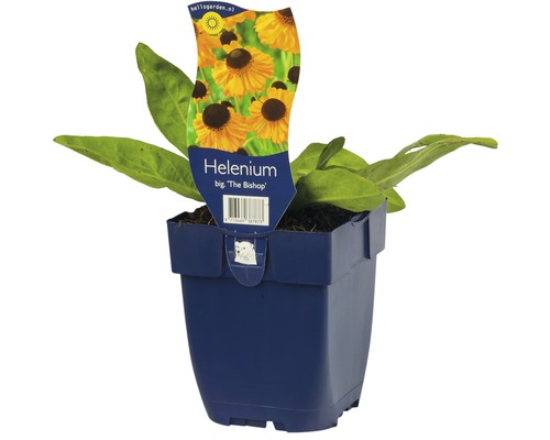 Helenium ''The Bishop'' in een pot