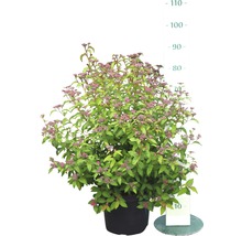 Spirea in een pot
