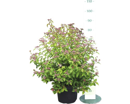 Spirea in een pot