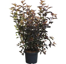 Blaasspirea in een pot