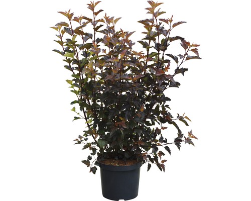 Blaasspirea in een pot