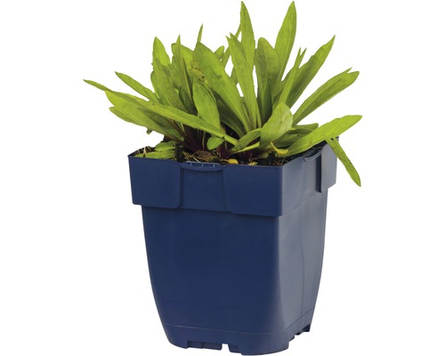 Waterplant in een kunststof pot