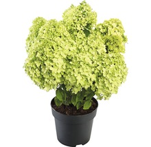 Pluimhortensia in pot