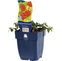 Zonneroosje ''Cerise Queen'' in pot