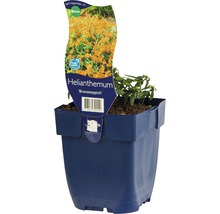 FLORASELF Zonneroosje Helianthemum hybride Ø 11 cm