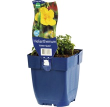 Zonneroosje ''Golden Queen'' in pot
