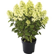 FLORASELF Pluimhortensia Hydrangea paniculata 'Panflora' potmaat Ø 22.0 cm H 40-50 cm