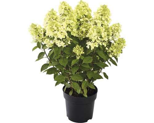 FLORASELF Pluimhortensia Hydrangea paniculata 'Panflora' potmaat Ø 22.0 cm H 40-50 cm