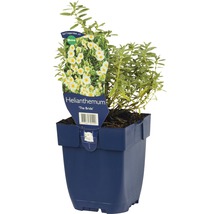Zonneroosje ''The Bride'' in pot