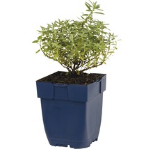 Dragon plant in pot