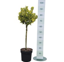 Spoelstruik als bolboom in pot met maataanduiding.