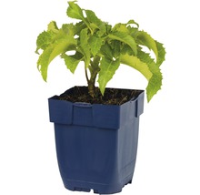 Hortensia in blauwe plantenpot
