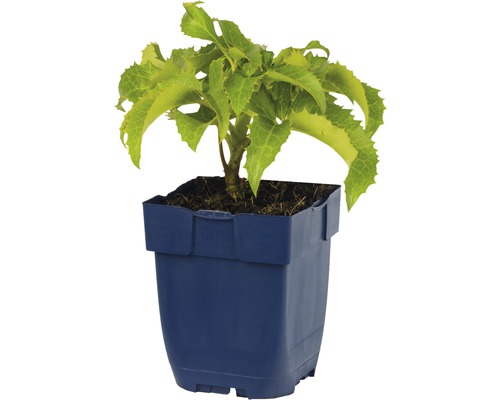 Hortensia in blauwe plantenpot