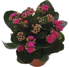 Kalanchoë plant in pot met roze bloemen