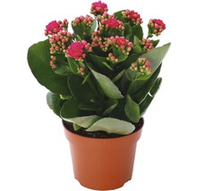 Kalanchoë in pot