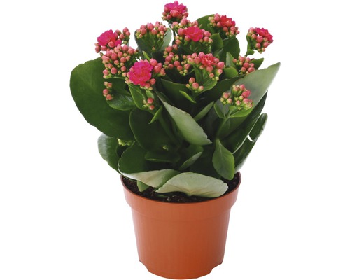 Kalanchoë in pot