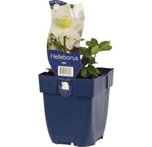 Helleborus niger in pot