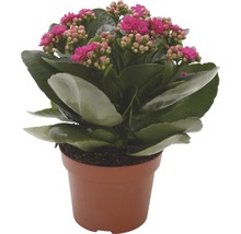 Kalanchoë plant in pot
