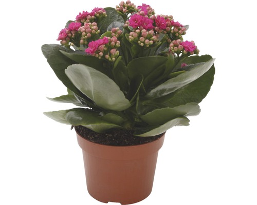 Kalanchoë plant in pot