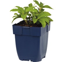 Plant in een blauwe plantenbak.