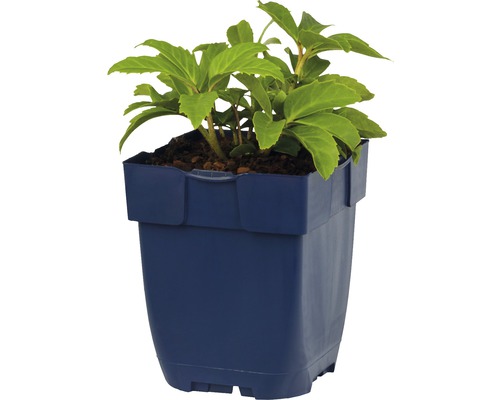 Plant in een blauwe plantenbak.