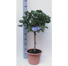 FloraSelf Hortensia Hydrangea macrophylla potmaat Ø 29 cm H 40-50 cm