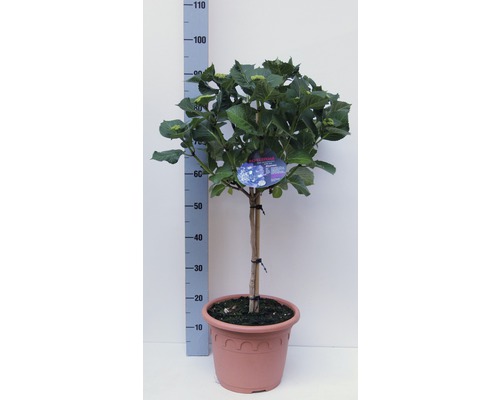 FloraSelf Hortensia Hydrangea macrophylla potmaat Ø 29 cm H 40-50 cm