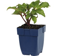 Helleborus plant in pot
