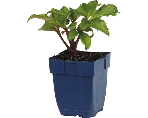 Helleborus plant in pot