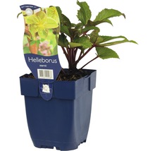 Helleborus Sternii plant in een pot