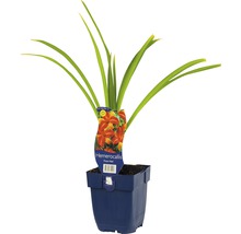 Daglilie in een pot met plantenlabel.