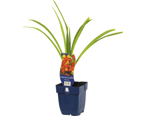 Daglilie in een pot met plantenlabel.