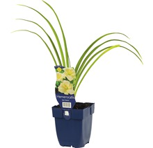Daglelie ''Joan Senior'' in pot