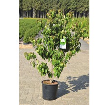 FLORASELF Japanse kornoelje Cornus kousa 'Teutonia' potmaat Ø 33,0 cm H 100-125 cm
